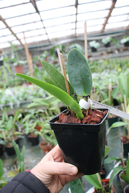 Cattleya warneri escura integra 'Sao Rafael' x SELF.jpg
