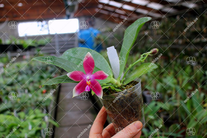 Phalaenopsis Zheng Min Muscadine '323' x speciosa '41-S'.jpg