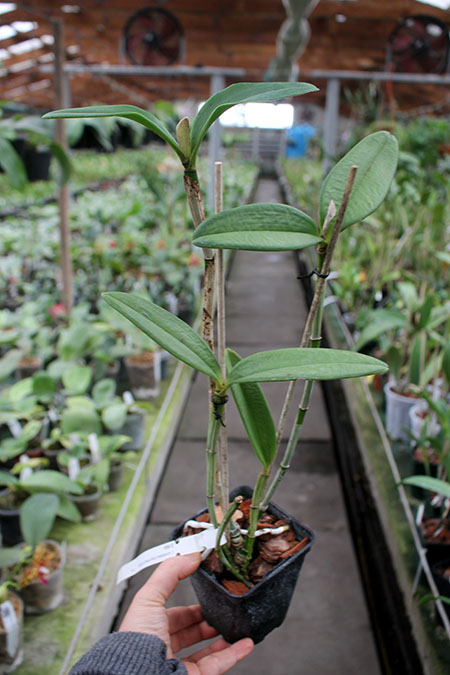 Cattleya schofieldiana 'Onca Pintada' (ES) x schofieldiana 'Caioaba' (ES).jpg