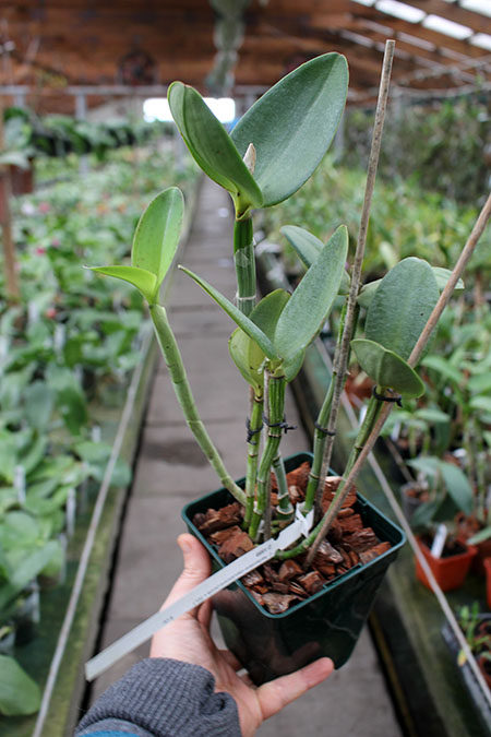 Cattleya harrisoniana coerulescens-perola x SELF.jpg