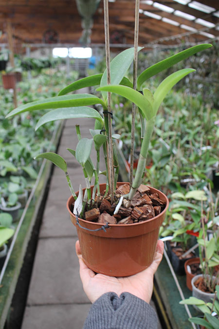 Cattleya intermedia sanguinea 'do Padre Vitus' x Cattleya intermedia flamea 'BF-96'.jpg