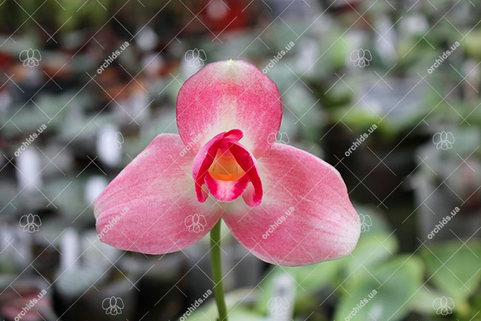 Lycaste Shonan Melody (Sunray 'Pink Panther' x Shoalhaven 'Kyoto').jpg