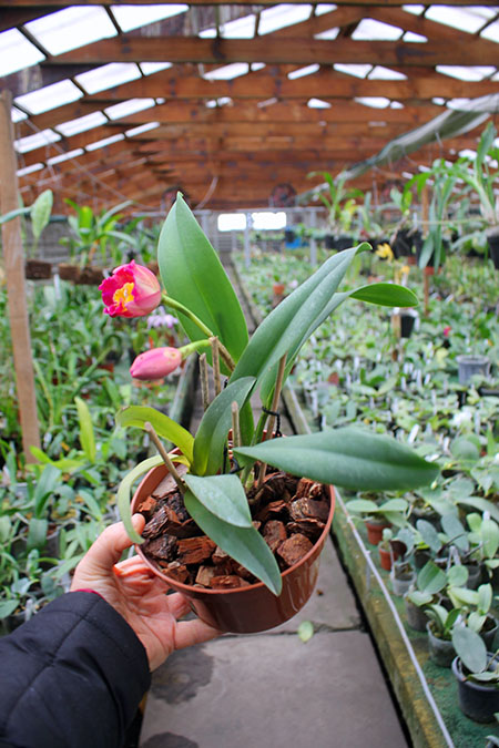 Potinara Fordyce Prelude 'First Act'.jpg