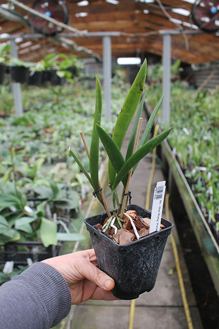 Brassocattleya Star Ruby 'Xanadu'.jpg