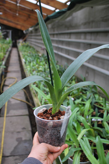 Paphiopedilum dianthum.jpg