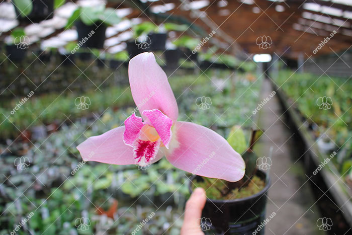 Lycaste John Ezzy (Shoalhaven Moriyama No1' x Koolena 'Elva').jpg