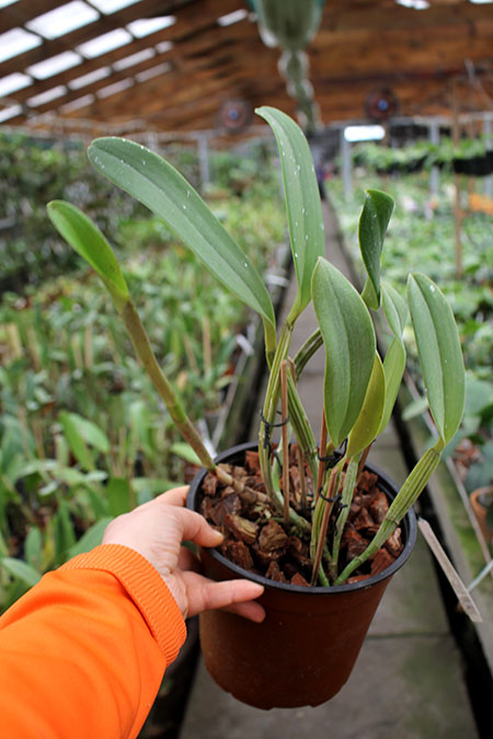 Cattleya lueddemanniana tipo 'Royal Flash' x Cattleya lueddemanniana tipo 'Drago'.jpg