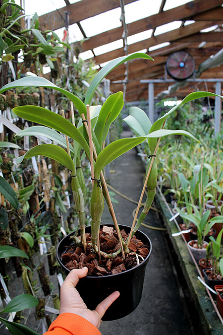 Cattleya skinneri.jpg