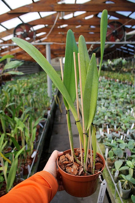 Laelia purpurata (russeliana x russeliana).jpg