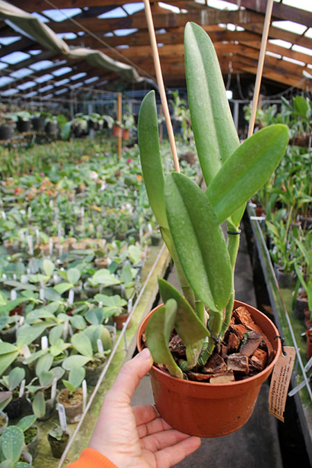 Rhyncholaelia digbyana.jpg