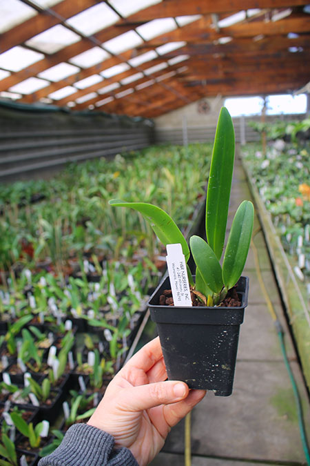 Cattleya warscewiczii coerulea 'La Floresta' x self (C).jpg
