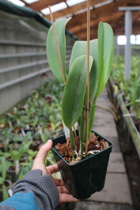 Laeliocattleya Shirayukihime 'M'.jpg