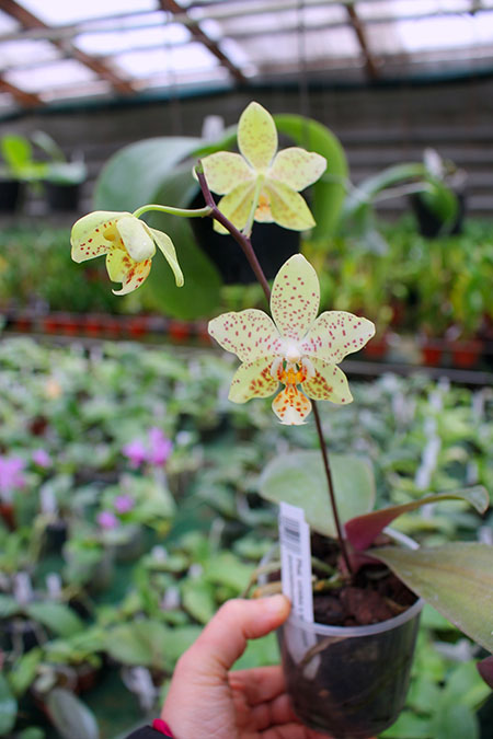 Phalaenopsis virides x stuartiana punctatissima.jpg