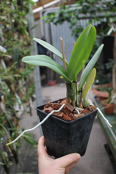 Cattleya labiata coerulea 'Filha de Junior' x Cattleya labiata coerulea 'Filha de Panelas'.jpg