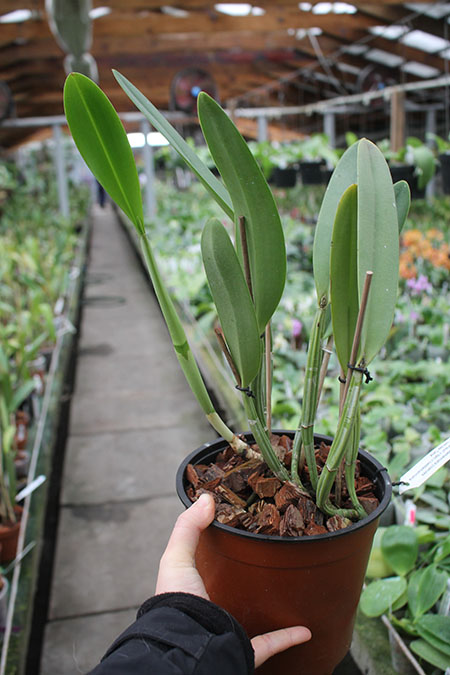 Cattleya lueddemanniana (coerulea 'Mariauxi' x tipo) x lueddemanniana coerulea 'Tania'.jpg