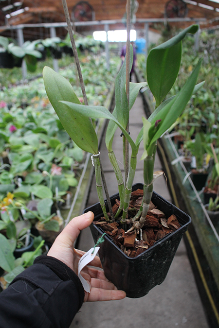 Sophrocattleya Ann Komine 'Breathless'.jpg