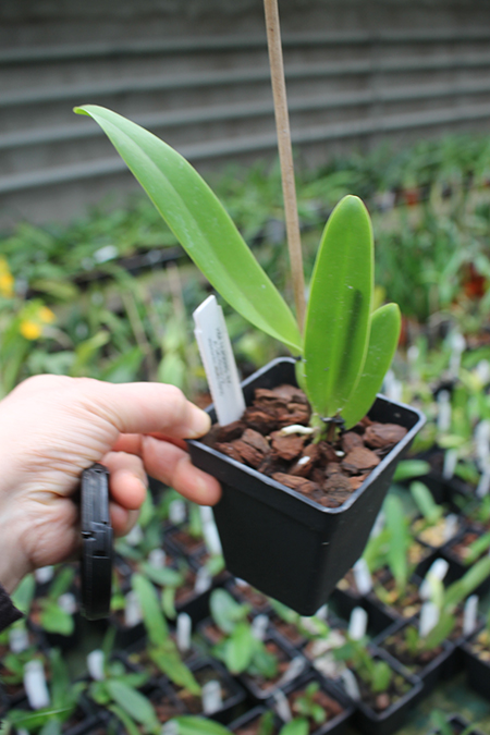 Cattleya warscewiczii coerulea 'La Floresta' x self (C).jpg