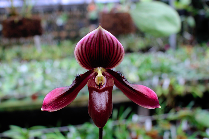 Paphiopedilum Hung Sheng Pulsar x celebensis.jpg