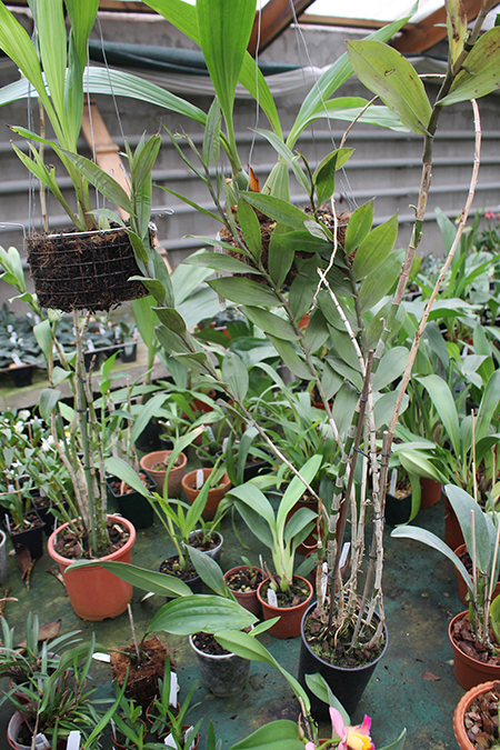 Epidendrum echinatum.jpg