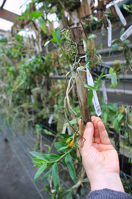 Dendrobium mohlianum.jpg