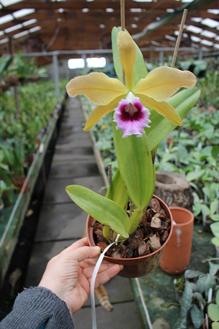 Laelia tenebrosa 'Fumacina Fujita' x Laelia tenebrosa extra XXX.jpg