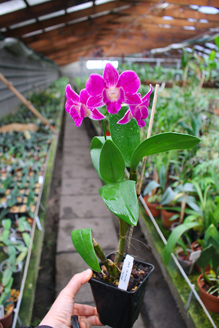 Dendrobium Micro Chip x Nida.jpg