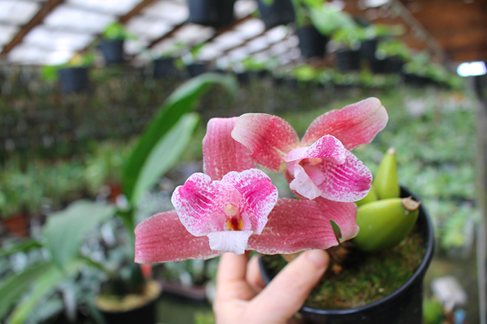 Lycaste brevispatha x Aquarius 'Soft Pink'.jpg