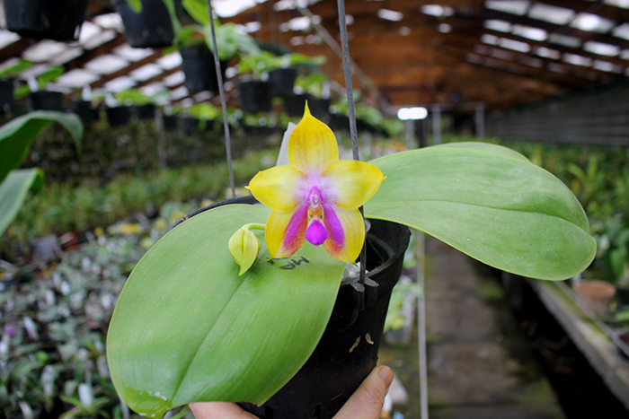 Phalaenopsis LD's Bear King 'YK-14' x Miro Super Star.jpg