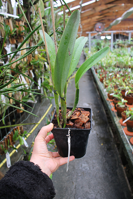Cattleya mossiae alba 'Irene' x Cattleya mossiae alba 'Orosco'.jpg