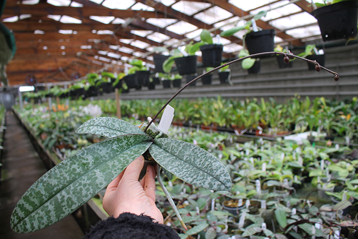 Phalaenopsis schilleriana.jpg