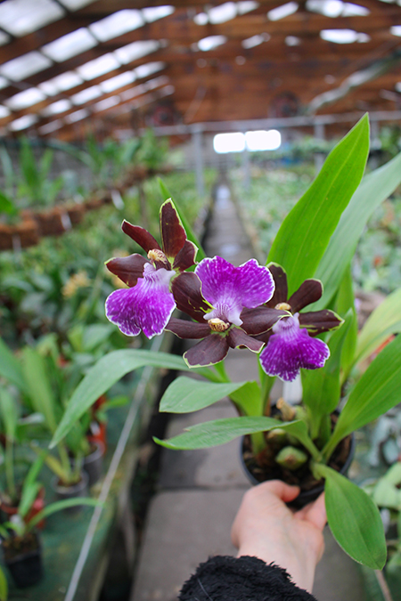 Zygopetalum hybrid.jpg