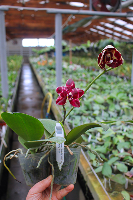 Phalaenopsis Diamond Beauty '1202' x Ld's Bear King 'YK7'.jpg