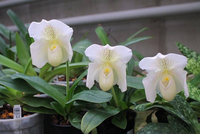 Paphiopedilum White Knight x Ice Age.jpg