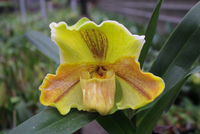 Paphiopedilum Lippewunder hybrid.jpg