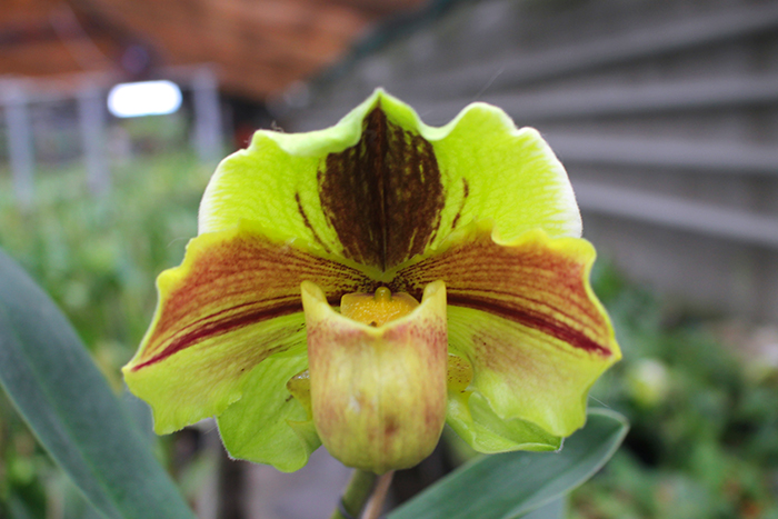 Paphiopedilum Lippewunder hybrid.jpg