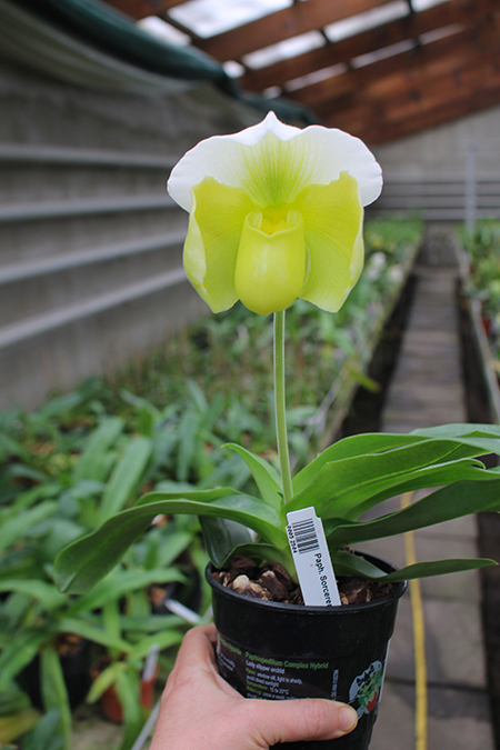 Paphiopedilum Sorcerer's Stone.jpg