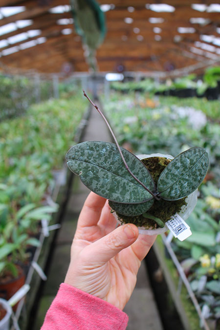 Schilleriana x phillipenesis 'Joseph Wu'.jpg