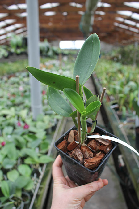 Cattleya guttata albina 'Interlagos' x SELF.jpg