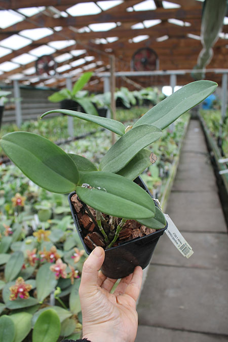 Cattleya leopoldii trilabelo 'Monte Verde' x SELF.jpg