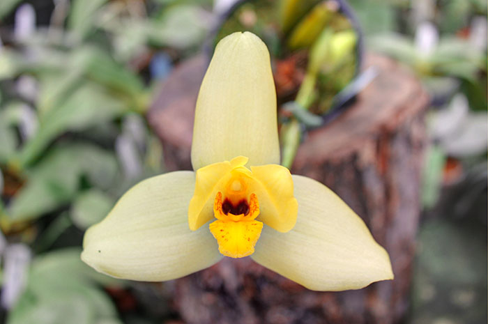 Lycaste Kamigamo.jpg