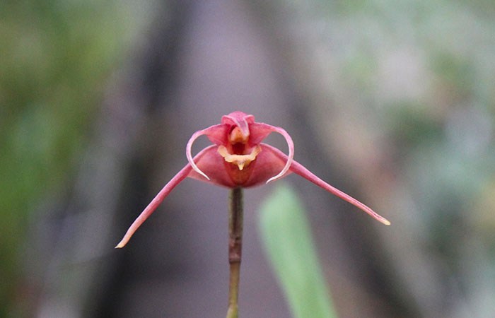 Maxillaria venusta.jpg