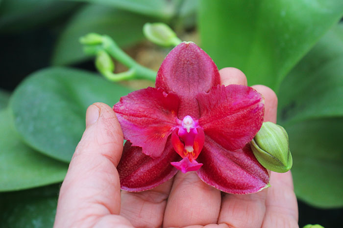 Phalaenopsis Mituo Sun 'Mituo#2' x Mituo King Bellina (peloric).jpg