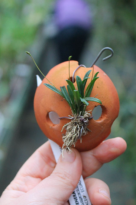 Trisetella andreettae.jpg