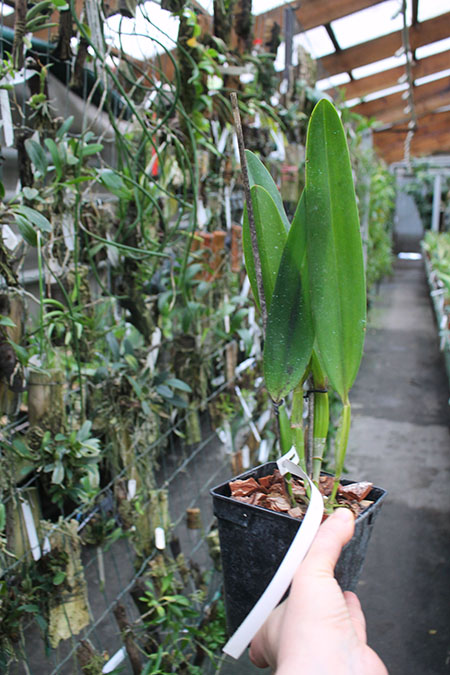 Laelia tenebrosa vinicolor 'Eduardo' x Laelia tenebrosa 'Fumacina Fujita'.jpg