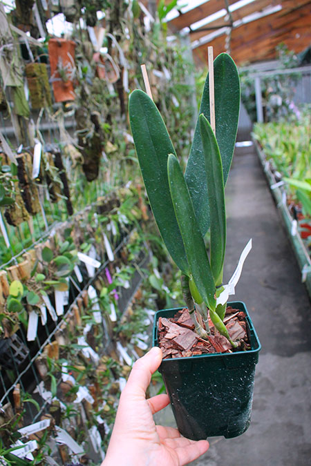 Laelia crispa carnea 'Mignon' x self.jpg