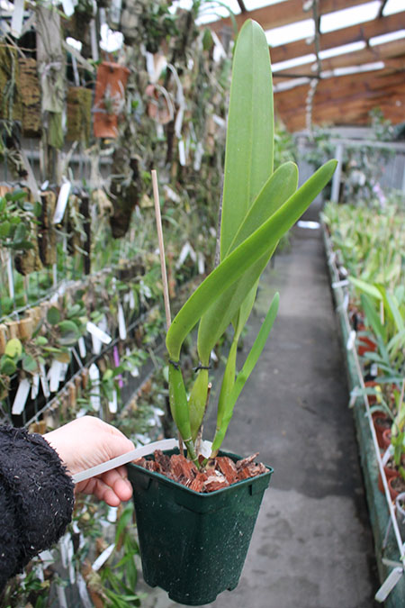 Laelia grandis tipo 'Edmundo' x SELF.jpg