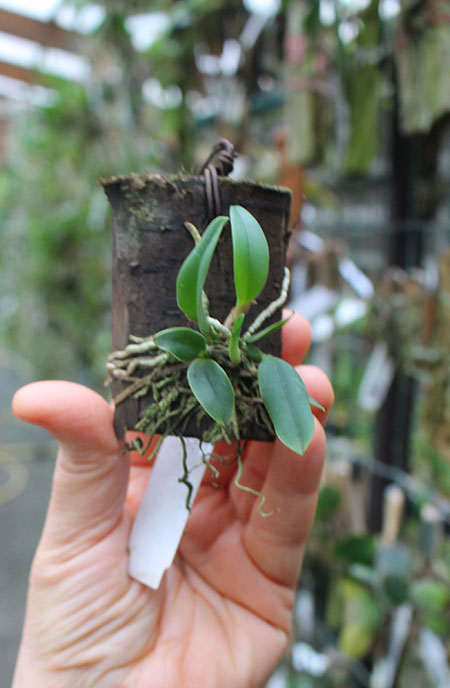 Sophronitis rosea.jpg