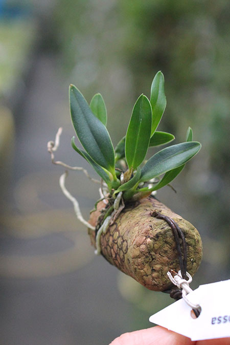 Sophronitis bicolor x xanthoglossa.jpg