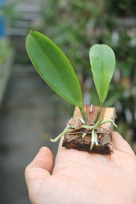 Cattleya araguaiensis.jpg