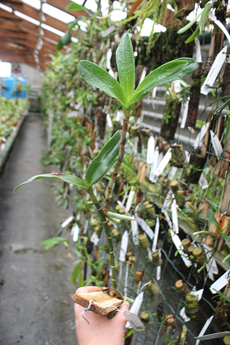 Epidendrum radioferens.jpg